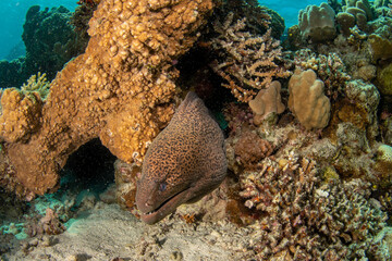 Giant moray eel (Gymnothorax javanicus) looking out of its hideout on a picturesque coral reef, Red...