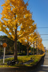 autumn in the city park