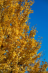 autumn in the city park