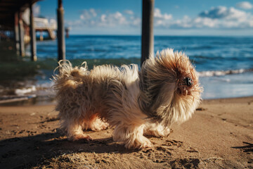 Wet shih-tzu dog shakes off on the beach