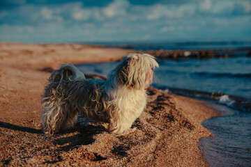 Shih-tzu dog on the beach at sunset