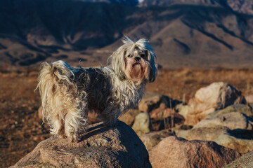 Shih tzu dog standing on stone on mountains background