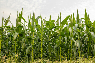 The green corn stalks are popping ears.