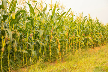 The green corn stalks are popping ears.