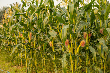 The green corn stalks are popping ears.