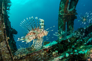 Naklejka na ściany i meble The devil firefish / common lionfish (Pterois miles) among the fouled metal structures of the sunken MV Salem Express, Marsa Alam, Egypt
