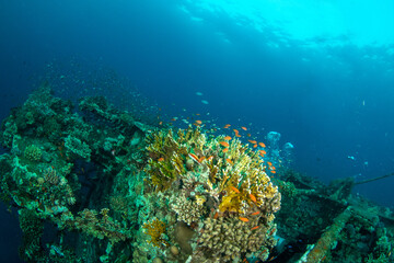 Beautiful hard corals surrounded by small colorful fishes covering the hull of the MV Salem Express shipwreck, Red Sea, Egypt
