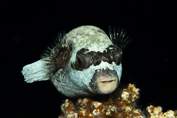 The Masked puffer (Arothron diadematus) closeup in St. John´s Reef, Marsa Alam, Egypt © Krzysztof Bargiel