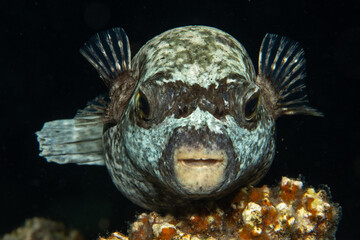 The Masked puffer (Arothron diadematus) closeup in St. John´s Reef, Marsa Alam, Egypt © Krzysztof Bargiel