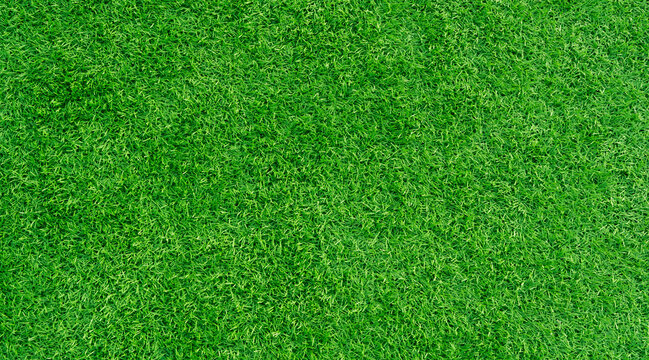Green grass texture background, green lawn	