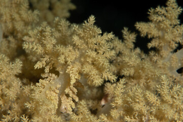 Fototapeta na wymiar Close up of a soft coral, probably broccoli coral (Litophyton arboreum) against the black background, St Johns reef, Red Sea, Egypt 