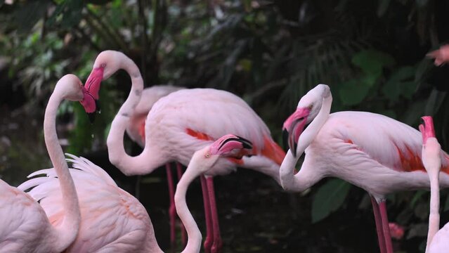 Pink flamingos flirt with each other