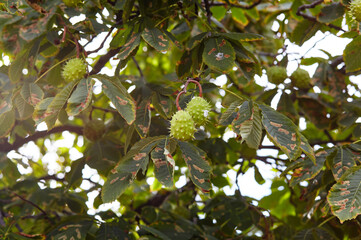 Abstract image of ripe chestnut in autumn park. Horse-chestnuts on conker tree branch - Aesculus hippocastanum fruits