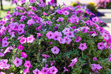 Petunia, purple Petunias in the pot. Lush blooming colorful common garden petunias in city park. Family name Solanaceae, Scientific name Petunia