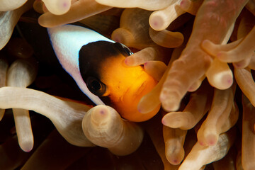 Macro shot of the Clark's anemonefish / yellowtail clownfish (Amphiprion clarkii) hiding in tentacles of the host anemone, St John´s Reef, Red Sea, Egypt 