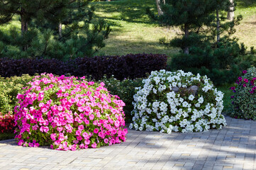 Petunia, white and purple Petunias in the pot. Lush blooming colorful common garden petunias in...