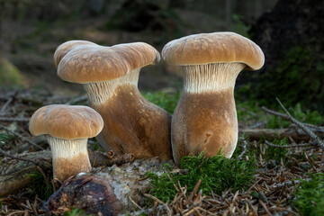 Tapinella atrotomentosa mushrooms in the forest. Mushroom also known as velvet roll-rim or velvet-footed pax.
