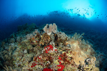A great variety of soft corals and sponges covering the coral reef, surrounded by schools of smaller reef fishes, St John´s Reef, Red Sea, Egypt 