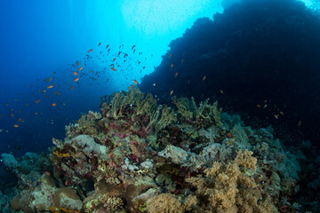 Naklejka na ściany i meble A view over the coral reef covered by multiple soft corals, St John´s Reef, Red Sea, Egypt 