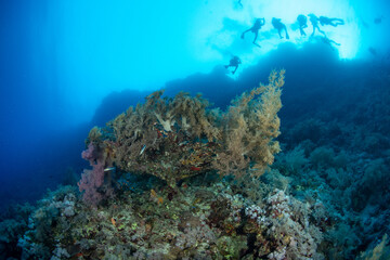 A group of scuba diversabove the coral reef covered by a variety of soft corals, St John´s Reef, Red Sea, Egypt 