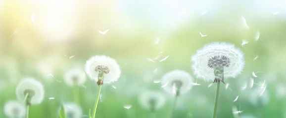 Rolgordijnen dandelion in the grass © lc design