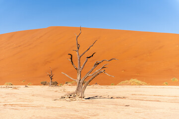 Landscape shot of the iconic dead trees of the Namibian deadvlei area.