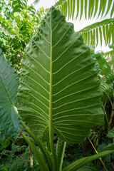 leaves of a tree