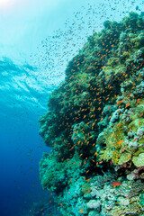 A coral reef covered by a variety of soft and hard corals under a shoal of sea goldie, against the sun, Marsa Alam, Egypt