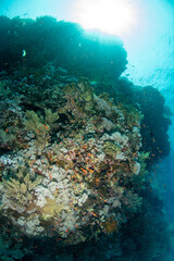 A great variety of soft corals and other covering the coral reef, surrounded by schools of smaller reef fishes, St John´s Reef, Red Sea, Egypt 