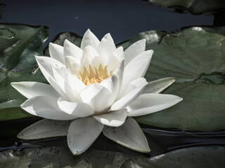 Water lily Flower