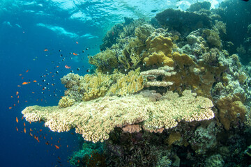 Huge table coral (Acropora sp) among other hard corals, surrounded by colourful sea goldies and Chocolatedip chromis, St John´s Reef, Red Sea, Egypt 