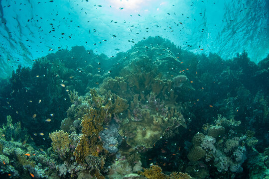 Shallow coral reef, covered by various hard and sft corals in light blue water, Marsa Alam, Egypt