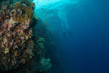 Fototapeta na wymiar A couple of divers exploring the wall of coral reef, St John´s Reef, Red Sea, Egypt 