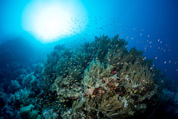 Fototapeta na wymiar Coral reef covered by multiple soft corals, surrounded by shoals of small colourful fishes, against the sun, St John´s Reef, Red Sea, Egypt 
