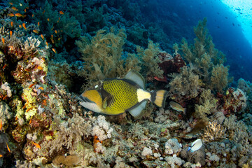 Naklejka na ściany i meble The titan triggerfish / giant triggerfish / moustache triggerfish (Balistoides viridescens) on the coral reef of St Johns, Red Sea, Egypt