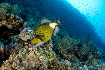 The titan triggerfish / giant triggerfish / moustache triggerfish (Balistoides viridescens) feeding on the coral reef of St Johns, Red Sea, Egypt