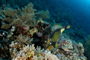 The titan triggerfish / giant triggerfish / moustache triggerfish (Balistoides viridescens) feeding on the coral reef of St Johns, Red Sea, Egypt