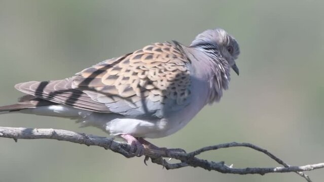 European Turtle Dove perching on a branch