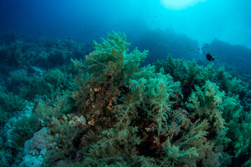 Fototapeta na wymiar A big group of Soft Broccoli coral (Litophyton sp) on the reefs of MArsa Alam, Egypt