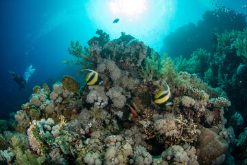 A couple of the Red Sea bannerfish (Heniochus intermedius) on the coral reef against the sun in St Johns, Red Sea, Egypt