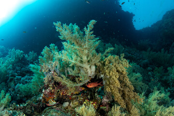Naklejka na ściany i meble A group of Soft Broccoli coral (Litophyton sp) on the reefs of MArsa Alam, Egypt