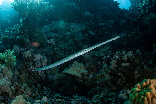 Closeup of the Bluespotted cornetfish (Fistularia commersonii), Marsa Alam, Red Sea, Egypt. 