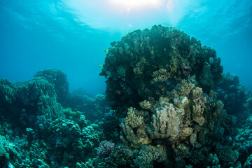 View over the coral reef covered by a variety of hard corals in clear blue water,  St John´s Reef, Red Sea, Egypt 