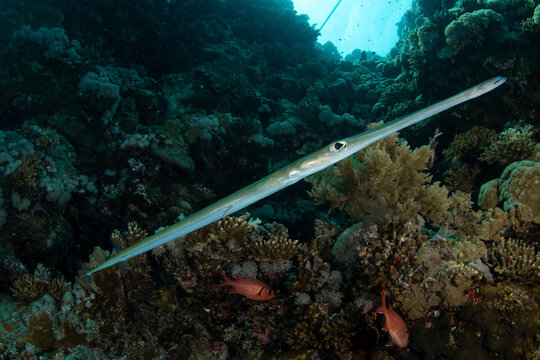 Closeup of the Bluespotted cornetfish (Fistularia commersonii), Marsa Alam, Red Sea, Egypt. 