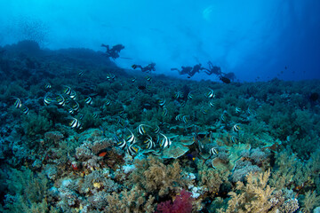 Fototapeta na wymiar A group of divers and a shoal of reef bannerfish / pennant coralfish (Heniochus acuminatus) along the bottom of the coral reef, St Johns, Red Sea, Egypt