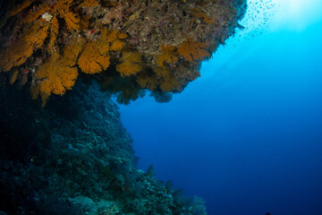Fototapeta na wymiar A wall of a coral reef covered by a big group of gorgonian corals, St Johns, Red Sea, Egypt