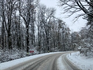 winter road in the forest