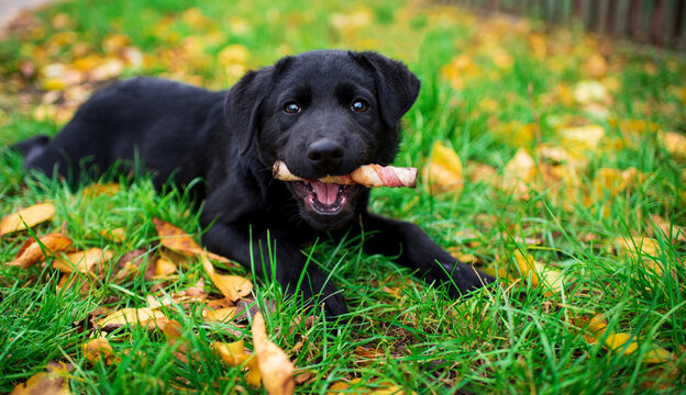 Labrador puppy lies in the green grass. A dog gnaws a bone. The puppy looks straight ahead with its mouth open. He is hungry. Paddock. The photo is blurred
