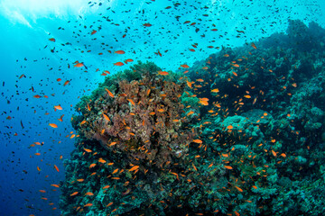 Naklejka na ściany i meble A shoal of the sea goldie /orange basslet / Scalefin Anthias (Pseudanthias squamipinnis) above the coral reef, St Johns, Red Sea, Egypt