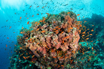 Fototapeta na wymiar A shoal of the sea goldie /orange basslet / Scalefin Anthias (Pseudanthias squamipinnis) above the coral reef, St Johns, Red Sea, Egypt